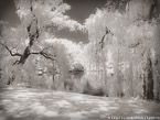 Central Park, New York #YNG-755.  Infrared Photograph,  Stretched and Gallery Wrapped, Limited Edition Archival Print on Canvas:  56 x 40 inches, $1590.  Custom Proportions and Sizes are Available.  For more information or to order please visit our ABOUT page or call us at 561-691-1110.