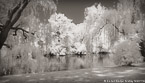 Central Park, New York #YNG-757.  Infrared Photograph,  Stretched and Gallery Wrapped, Limited Edition Archival Print on Canvas:  72 x 40 inches, $1620.  Custom Proportions and Sizes are Available.  For more information or to order please visit our ABOUT page or call us at 561-691-1110.