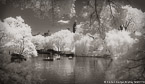 Central Park, New York #YNG-804.  Infrared Photograph,  Stretched and Gallery Wrapped, Limited Edition Archival Print on Canvas:  68 x 40 inches, $1620.  Custom Proportions and Sizes are Available.  For more information or to order please visit our ABOUT page or call us at 561-691-1110.
