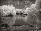 Central Park, New York #YNG-805.  Infrared Photograph,  Stretched and Gallery Wrapped, Limited Edition Archival Print on Canvas:  56 x 40 inches, $1590.  Custom Proportions and Sizes are Available.  For more information or to order please visit our ABOUT page or call us at 561-691-1110.