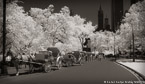 Central Park, New York #YNG-818.  Infrared Photograph,  Stretched and Gallery Wrapped, Limited Edition Archival Print on Canvas:  68 x 40 inches, $1620.  Custom Proportions and Sizes are Available.  For more information or to order please visit our ABOUT page or call us at 561-691-1110.