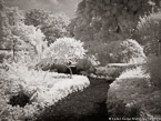 Tropical Garden, Palm Beach #YNG-832.  Infrared Photograph,  Stretched and Gallery Wrapped, Limited Edition Archival Print on Canvas:  56 x 40 inches, $1590.  Custom Proportions and Sizes are Available.  For more information or to order please visit our ABOUT page or call us at 561-691-1110.
