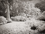 Tropical Garden, Palm Beach #YNG-833.  Infrared Photograph,  Stretched and Gallery Wrapped, Limited Edition Archival Print on Canvas:  56 x 40 inches, $1590.  Custom Proportions and Sizes are Available.  For more information or to order please visit our ABOUT page or call us at 561-691-1110.
