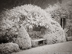 Tropical Garden, Palm Beach #YNG-834.  Infrared Photograph,  Stretched and Gallery Wrapped, Limited Edition Archival Print on Canvas:  56 x 40 inches, $1590.  Custom Proportions and Sizes are Available.  For more information or to order please visit our ABOUT page or call us at 561-691-1110.