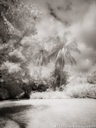 Tropical Garden, Palm Beach #YNG-835.  Infrared Photograph,  Stretched and Gallery Wrapped, Limited Edition Archival Print on Canvas:  40 x 56 inches, $1590.  Custom Proportions and Sizes are Available.  For more information or to order please visit our ABOUT page or call us at 561-691-1110.