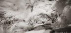 Tropical Garden, Palm Beach #YNG-838.  Infrared Photograph,  Stretched and Gallery Wrapped, Limited Edition Archival Print on Canvas:  72 x 36 inches, $1620.  Custom Proportions and Sizes are Available.  For more information or to order please visit our ABOUT page or call us at 561-691-1110.