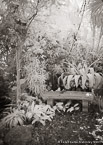 Tropical Garden, Palm Beach #YNG-844.  Infrared Photograph,  Stretched and Gallery Wrapped, Limited Edition Archival Print on Canvas:  40 x 60 inches, $1590.  Custom Proportions and Sizes are Available.  For more information or to order please visit our ABOUT page or call us at 561-691-1110.