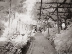 Garden , Positano Italy #YNG-847.  Infrared Photograph,  Stretched and Gallery Wrapped, Limited Edition Archival Print on Canvas:  56 x 40 inches, $1590.  Custom Proportions and Sizes are Available.  For more information or to order please visit our ABOUT page or call us at 561-691-1110.