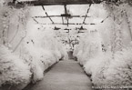 Garden Walkway, Ravello Italy #YNG-855.  Infrared Photograph,  Stretched and Gallery Wrapped, Limited Edition Archival Print on Canvas:  60 x 40 inches, $1590.  Custom Proportions and Sizes are Available.  For more information or to order please visit our ABOUT page or call us at 561-691-1110.