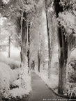 Garden Walkway, Capri Italy #YNG-864.  Infrared Photograph,  Stretched and Gallery Wrapped, Limited Edition Archival Print on Canvas:  40 x 56 inches, $1590.  Custom Proportions and Sizes are Available.  For more information or to order please visit our ABOUT page or call us at 561-691-1110.