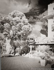 Garden , Capri Italy #YNG-876.  Infrared Photograph,  Stretched and Gallery Wrapped, Limited Edition Archival Print on Canvas:  40 x 50 inches, $1560.  Custom Proportions and Sizes are Available.  For more information or to order please visit our ABOUT page or call us at 561-691-1110.