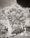 Garden , Capri Italy #YNG-879.  Infrared Photograph,  Stretched and Gallery Wrapped, Limited Edition Archival Print on Canvas:  40 x 50 inches, $1560.  Custom Proportions and Sizes are Available.  For more information or to order please visit our ABOUT page or call us at 561-691-1110.