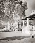 Garden , Capri Italy #YNG-882.  Infrared Photograph,  Stretched and Gallery Wrapped, Limited Edition Archival Print on Canvas:  40 x 50 inches, $1560.  Custom Proportions and Sizes are Available.  For more information or to order please visit our ABOUT page or call us at 561-691-1110.