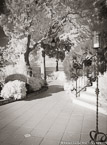 Garden , Capri Italy #YNG-883.  Infrared Photograph,  Stretched and Gallery Wrapped, Limited Edition Archival Print on Canvas:  40 x 56 inches, $1590.  Custom Proportions and Sizes are Available.  For more information or to order please visit our ABOUT page or call us at 561-691-1110.
