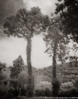 Garden , Capri Italy #YNG-887.  Infrared Photograph,  Stretched and Gallery Wrapped, Limited Edition Archival Print on Canvas:  40 x 50 inches, $1560.  Custom Proportions and Sizes are Available.  For more information or to order please visit our ABOUT page or call us at 561-691-1110.