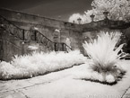 Tropical Garden, Miami  #YNG-260.  Infrared Photograph,  Stretched and Gallery Wrapped, Limited Edition Archival Print on Canvas:  56 x 40 inches, $1590.  Custom Proportions and Sizes are Available.  For more information or to order please visit our ABOUT page or call us at 561-691-1110.