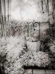 Tropical Garden, Palm Beach #YNG-365.  Infrared Photograph,  Stretched and Gallery Wrapped, Limited Edition Archival Print on Canvas:  40 x 56 inches, $1590.  Custom Proportions and Sizes are Available.  For more information or to order please visit our ABOUT page or call us at 561-691-1110.