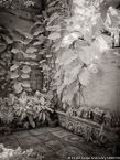 Tropical Garden, Palm Beach #YNG-366.  Infrared Photograph,  Stretched and Gallery Wrapped, Limited Edition Archival Print on Canvas:  40 x 56 inches, $1590.  Custom Proportions and Sizes are Available.  For more information or to order please visit our ABOUT page or call us at 561-691-1110.