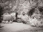 Tropical Garden, Palm Beach #YNG-182.  Infrared Photograph,  Stretched and Gallery Wrapped, Limited Edition Archival Print on Canvas:  56 x 40 inches, $1590.  Custom Proportions and Sizes are Available.  For more information or to order please visit our ABOUT page or call us at 561-691-1110.
