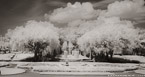 Tropical Garden, Miami  #YNG-188.  Infrared Photograph,  Stretched and Gallery Wrapped, Limited Edition Archival Print on Canvas:  68 x 36 inches, $1620.  Custom Proportions and Sizes are Available.  For more information or to order please visit our ABOUT page or call us at 561-691-1110.