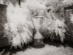 Tropical Garden, Miami  #YNG-216.  Infrared Photograph,  Stretched and Gallery Wrapped, Limited Edition Archival Print on Canvas:  56 x 40 inches, $1590.  Custom Proportions and Sizes are Available.  For more information or to order please visit our ABOUT page or call us at 561-691-1110.