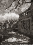 Tropical Garden, Miami  #YNG-230.  Infrared Photograph,  Stretched and Gallery Wrapped, Limited Edition Archival Print on Canvas:  40 x 56 inches, $1590.  Custom Proportions and Sizes are Available.  For more information or to order please visit our ABOUT page or call us at 561-691-1110.