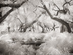 Tropical Garden, Miami  #YNG-236.  Infrared Photograph,  Stretched and Gallery Wrapped, Limited Edition Archival Print on Canvas:  56 x 40 inches, $1590.  Custom Proportions and Sizes are Available.  For more information or to order please visit our ABOUT page or call us at 561-691-1110.