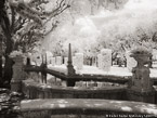 Tropical Garden, Miami  #YNG-250.  Infrared Photograph,  Stretched and Gallery Wrapped, Limited Edition Archival Print on Canvas:  56 x 40 inches, $1590.  Custom Proportions and Sizes are Available.  For more information or to order please visit our ABOUT page or call us at 561-691-1110.