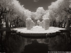 Tropical Garden, Miami  #YNG-251.  Infrared Photograph,  Stretched and Gallery Wrapped, Limited Edition Archival Print on Canvas:  56 x 40 inches, $1590.  Custom Proportions and Sizes are Available.  For more information or to order please visit our ABOUT page or call us at 561-691-1110.