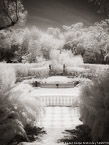 Tropical Garden, Miami  #YNG-256.  Infrared Photograph,  Stretched and Gallery Wrapped, Limited Edition Archival Print on Canvas:  40 x 56 inches, $1590.  Custom Proportions and Sizes are Available.  For more information or to order please visit our ABOUT page or call us at 561-691-1110.