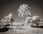 Tropical Palms, Israel  #YNG-266.  Infrared Photograph,  Stretched and Gallery Wrapped, Limited Edition Archival Print on Canvas:  56 x 40 inches, $1590.  Custom Proportions and Sizes are Available.  For more information or to order please visit our ABOUT page or call us at 561-691-1110.