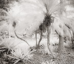Tropical Garden, Miami  #YNG-270.  Infrared Photograph,  Stretched and Gallery Wrapped, Limited Edition Archival Print on Canvas:  48 x 44 inches, $1530.  Custom Proportions and Sizes are Available.  For more information or to order please visit our ABOUT page or call us at 561-691-1110.