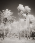 Tropical Garden, Miami  #YNG-275.  Infrared Photograph,  Stretched and Gallery Wrapped, Limited Edition Archival Print on Canvas:  40 x 50 inches, $1560.  Custom Proportions and Sizes are Available.  For more information or to order please visit our ABOUT page or call us at 561-691-1110.