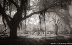 Tropical Garden, Miami  #YNG-277.  Infrared Photograph,  Stretched and Gallery Wrapped, Limited Edition Archival Print on Canvas:  60 x 40 inches, $1590.  Custom Proportions and Sizes are Available.  For more information or to order please visit our ABOUT page or call us at 561-691-1110.