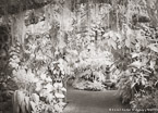 Tropical Garden, Palm Beach #YNG-285.  Infrared Photograph,  Stretched and Gallery Wrapped, Limited Edition Archival Print on Canvas:  56 x 40 inches, $1590.  Custom Proportions and Sizes are Available.  For more information or to order please visit our ABOUT page or call us at 561-691-1110.