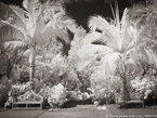Tropical Garden, Palm Beach #YNG-296.  Infrared Photograph,  Stretched and Gallery Wrapped, Limited Edition Archival Print on Canvas:  56 x 40 inches, $1590.  Custom Proportions and Sizes are Available.  For more information or to order please visit our ABOUT page or call us at 561-691-1110.