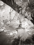 Tropical Garden, Palm Beach #YNG-298.  Infrared Photograph,  Stretched and Gallery Wrapped, Limited Edition Archival Print on Canvas:  40 x 56 inches, $1590.  Custom Proportions and Sizes are Available.  For more information or to order please visit our ABOUT page or call us at 561-691-1110.