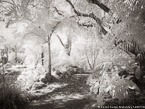 Tropical Garden, Palm Beach #YNG-299.  Infrared Photograph,  Stretched and Gallery Wrapped, Limited Edition Archival Print on Canvas:  56 x 40 inches, $1590.  Custom Proportions and Sizes are Available.  For more information or to order please visit our ABOUT page or call us at 561-691-1110.
