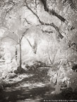 Tropical Garden, Palm Beach #YNG-300.  Infrared Photograph,  Stretched and Gallery Wrapped, Limited Edition Archival Print on Canvas:  40 x 56 inches, $1590.  Custom Proportions and Sizes are Available.  For more information or to order please visit our ABOUT page or call us at 561-691-1110.
