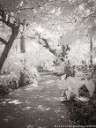 Tropical Garden, Palm Beach #YNG-305.  Infrared Photograph,  Stretched and Gallery Wrapped, Limited Edition Archival Print on Canvas:  40 x 56 inches, $1590.  Custom Proportions and Sizes are Available.  For more information or to order please visit our ABOUT page or call us at 561-691-1110.