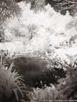 Tropical Garden, Palm Beach #YNG-308.  Infrared Photograph,  Stretched and Gallery Wrapped, Limited Edition Archival Print on Canvas:  40 x 56 inches, $1590.  Custom Proportions and Sizes are Available.  For more information or to order please visit our ABOUT page or call us at 561-691-1110.
