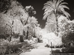 Tropical Garden, Palm Beach #YNG-319.  Infrared Photograph,  Stretched and Gallery Wrapped, Limited Edition Archival Print on Canvas:  56 x 40 inches, $1590.  Custom Proportions and Sizes are Available.  For more information or to order please visit our ABOUT page or call us at 561-691-1110.