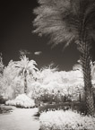 Tropical Garden, Palm Beach #YNG-320.  Infrared Photograph,  Stretched and Gallery Wrapped, Limited Edition Archival Print on Canvas:  40 x 56 inches, $1590.  Custom Proportions and Sizes are Available.  For more information or to order please visit our ABOUT page or call us at 561-691-1110.