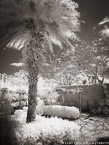 Tropical Garden, Palm Beach #YNG-321.  Infrared Photograph,  Stretched and Gallery Wrapped, Limited Edition Archival Print on Canvas:  40 x 56 inches, $1590.  Custom Proportions and Sizes are Available.  For more information or to order please visit our ABOUT page or call us at 561-691-1110.
