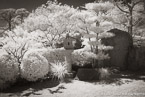 Tropical Garden, Palm Beach #YNG-332.  Infrared Photograph,  Stretched and Gallery Wrapped, Limited Edition Archival Print on Canvas:  60 x 40 inches, $1590.  Custom Proportions and Sizes are Available.  For more information or to order please visit our ABOUT page or call us at 561-691-1110.