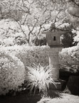 Tropical Garden, Palm Beach #YNG-333.  Infrared Photograph,  Stretched and Gallery Wrapped, Limited Edition Archival Print on Canvas:  40 x 50 inches, $1560.  Custom Proportions and Sizes are Available.  For more information or to order please visit our ABOUT page or call us at 561-691-1110.