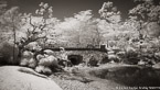 Tropical Garden, Palm Beach #YNG-334.  Infrared Photograph,  Stretched and Gallery Wrapped, Limited Edition Archival Print on Canvas:  72 x 40 inches, $1620.  Custom Proportions and Sizes are Available.  For more information or to order please visit our ABOUT page or call us at 561-691-1110.