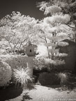 Tropical Garden, Palm Beach #YNG-335.  Infrared Photograph,  Stretched and Gallery Wrapped, Limited Edition Archival Print on Canvas:  40 x 56 inches, $1590.  Custom Proportions and Sizes are Available.  For more information or to order please visit our ABOUT page or call us at 561-691-1110.