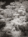 Tropical Garden, Palm Beach #YNG-338.  Infrared Photograph,  Stretched and Gallery Wrapped, Limited Edition Archival Print on Canvas:  40 x 56 inches, $1590.  Custom Proportions and Sizes are Available.  For more information or to order please visit our ABOUT page or call us at 561-691-1110.