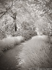 Tropical Garden, Palm Beach #YNG-349.  Infrared Photograph,  Stretched and Gallery Wrapped, Limited Edition Archival Print on Canvas:  40 x 56 inches, $1590.  Custom Proportions and Sizes are Available.  For more information or to order please visit our ABOUT page or call us at 561-691-1110.